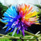 200 Teile/beutel Samen Umweltfreundliche Gute Wasseraufnahme Mini Topf Chrysantheme Blumensamen Blume Obstbaum Gemüsesamen Chrysantheme