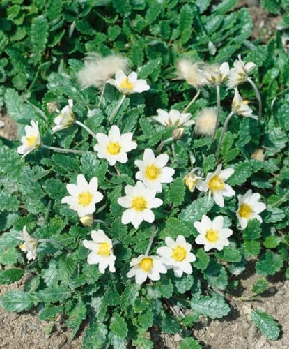 Dryas x suendermannii ca. 9x9 cm Topf - Silberwurz, weiße Blüten, Blütezeit Mai-Juli, ideal für Steingärten, winterhart, pflegeleicht