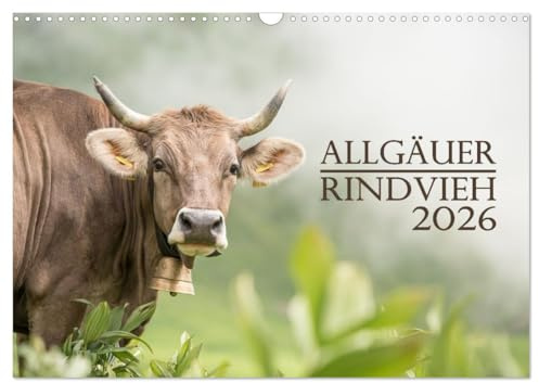 Allgäuer Rindvieh 2026 (Wandkalender 2026 DIN A3 quer), CALVENDO Monatskalender: Ein Kalender für alle Allgäu- und Kuhliebhaber. (CALVENDO Tiere)