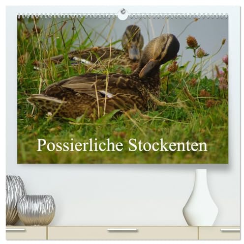 Possierliche Stockenten (hochwertiger Premium Wandkalender 2026 DIN A2 quer), Kunstdruck in Hochglanz: Stockenten auf der Wiese und im Wasser (CALVENDO Tiere)