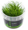 Zwergnadelsime/Eleocharis parvula - NatureHolic In-Vitro Aquarium Pflanze