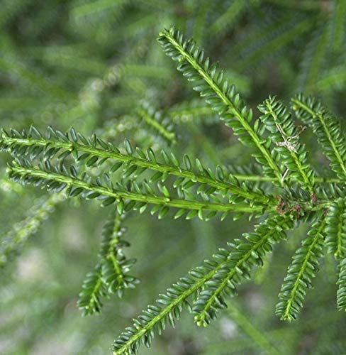 Kurznadlige Eibe Rushmore 80-100cm - Taxus baccata - lebende Gartenpflanze aus den Baumschulen