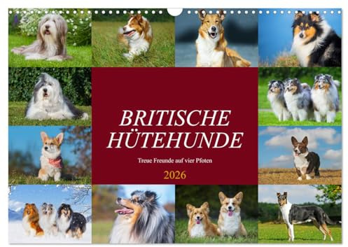 Britische Hütehunde - Treue Freunde auf vier Pfoten (Wandkalender 2026 DIN A3 quer), CALVENDO Monatskalender: In wunderschönen Fotos stellt uns die ... Großbritanniens vor (CALVENDO Tiere)