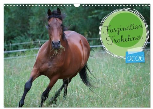 Faszination Trakehner (Wandkalender 2026 DIN A3 quer), CALVENDO Monatskalender: Ausgewählte Motive des braunen Trakehners Feldmeyer (CALVENDO Tiere)
