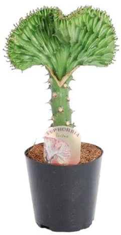 Euphorbia lactea Cristata Verde - tártago de coral - Planta de interior - 30 cm - ø10,5cm