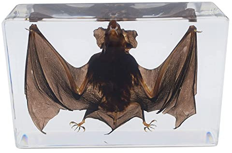 UIGJIOG Taxidermie De Chauve-Souris, Spécimen Intégré De Squelette De Résine D'insecte pour l'enseignement des Sciences,135 * 88 * 36mm