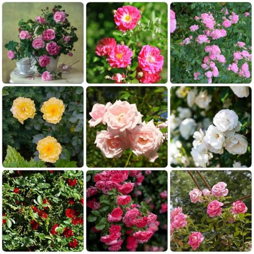 200 piezas rosas trepadoras semillas resistentes plantas resistentes al exterior, plantar rosas, de jardín de hierbas de flores de balcón semillas de flores plantas exóticas