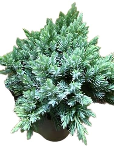 blauer Zwerg Wacholder Juniperus squamata Blue Star 25-30 cm breit 3 L Topf | Immergrün, winterhart & pflegeleicht – kompakter Wuchs mit blauen Nadeln, ideal für Steingarten, Beet & Kübel