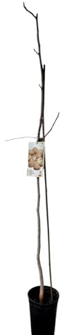 Planta frutal Nogal, Juglans Regia injertado, Altura 100-120 cm. Produce Fruto nuez nueces saludables, sombra, mejora el suelo, es longevo y embellece el entorno. Segura Garden.