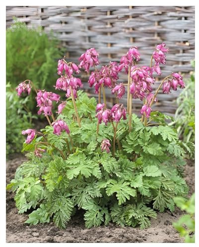 Stauden Gänge 1 x Dicentra formosa 'Luxuriant' Tränendes Herz winterhart | Winterharte Staude für Halbschatten bis Schatten, Blüte Mai bis September, mehrjährig, 9x9 cm Topf