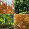 Rotbuche Samen Fagus Sylvatica - Seltene Pflanzen Serie - Mix Zimmerpflanzen Wenig Lichtbedarf Steingartenpflanzen Winterhart Dekopflanzen Winterharte Stauden Baumsamen Gartenpflanzen 250 Stück