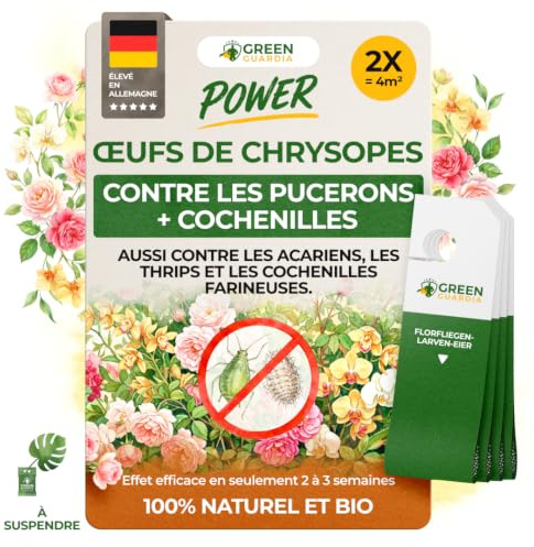 GREEN GUARDIA Œufs de larves de chrysopes puissants contre les pucerons et les cochenilles – 2 cartes – Moyen biologique pour lutter efficacement contre les pucerons et les cochenilles pour plantes