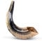 Natürlicher Wamenhorn-Schofar mit gebogener Oberseite und Rillen aus Israel