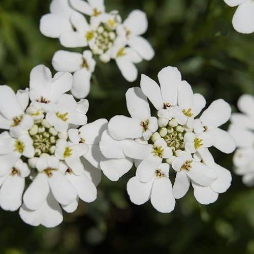 6x Corbeille d’Argent 'Weisser Zwerg' – Iberis sempervirens 'Weisser Zwerg' – Godet 9x9cm | Port compact, floraison printanière