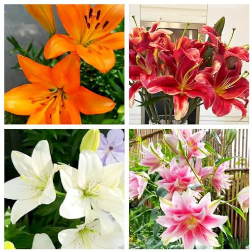 Lily Bulbs UK,Lily Bulbs for Planting Now UK-Potted/Plants/Rhizome/Ornamental/Resistant/Bedding/Gorgeous-2 Bulbs-D