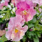 semi biologici di viola del pensiero piante resistenti all'esterno semi resistenti di piante di viola del pensiero semi di bonsai per aiuole rialzate piante rare, decorazione del 100pcs