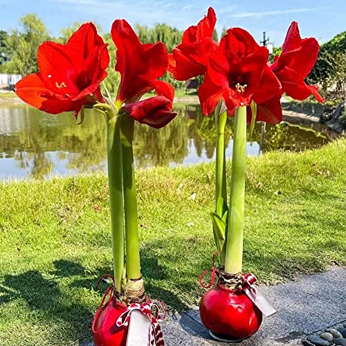 Amaryllis Zwiebel Rot Winterhart Zwiebeln Kaufen - Seltene Pflanzenserie - Blumenzwiebeln MehrjäHrig Winterhart Blumenzwiebel Winterharte Balkonpflanzen Garten Geschenk Pflanzen Hydroponik 1Stück