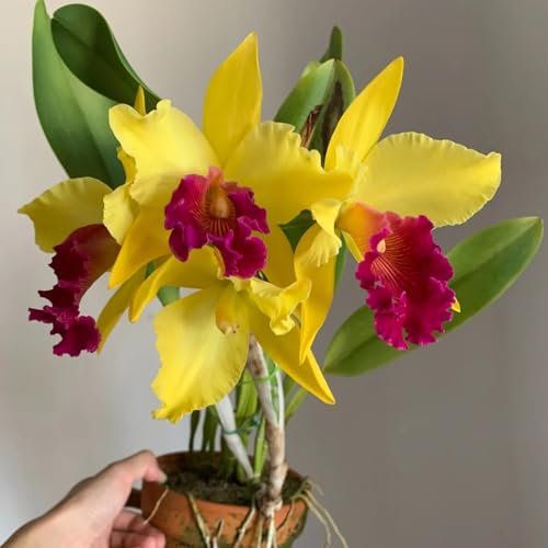 Semi di orchidea Cattleya, di giardinaggio Semi di Cattleya Hybrida, semi di orchidea resistenti piante per luoghi soleggiati piante da giardino, semi biologici piante rare 550pcs