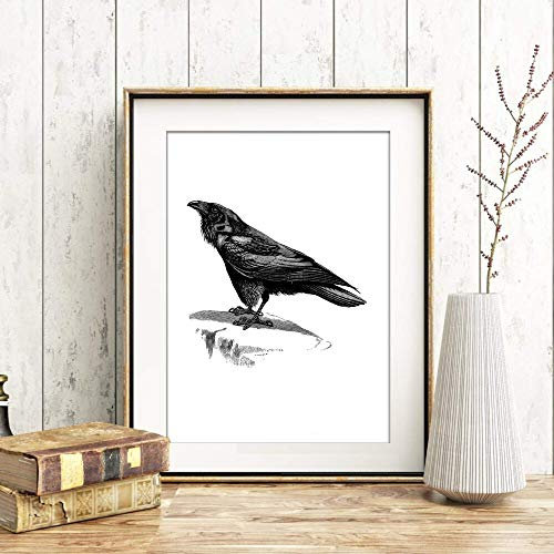 Din A4 Kunstdruck ungerahmt - Rabe Raven Krähe Antik Retro Stich schwarz Vogel Druck Poster Bild