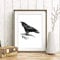 Din A4 Kunstdruck ungerahmt - Rabe Raven Krähe Antik Retro Stich schwarz Vogel Druck Poster Bild