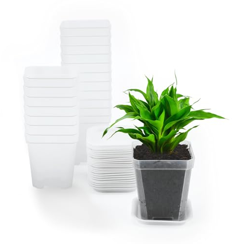 KINGLAKE Lot de 12 pots de fleurs carrés en plastique transparent de 7 cm avec plateaux, petits pots de fleurs épais pour pépinière, semis, légumes, boutures, succulentes, cactus et herbes