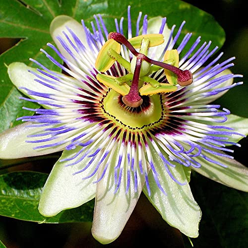 Passiflora 'Caerulea' halbimmergrüner, winterharter Gartenstrauch im Topf.