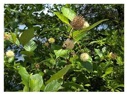 Pcs - 10x Cephalanthus Thuja Occidentalis Honigball Garden Plants - Seeds B287 & Plants Shop by Ipsa