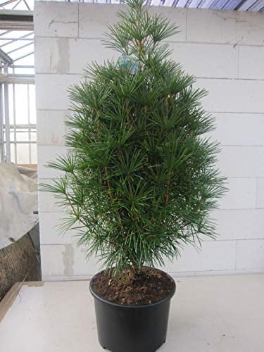 Sciadopitys verticillata - japanische Schirmtanne - Nadelgehölz 80-100