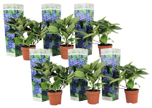 Plant in a Box - Hydrangea macrophylla 'Bleu précoce' - Set de 6 - Hortensia fleur bleu - Plante jardin exterieur robuste - Pot 9cm - Hauteur 25-40cm