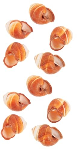 Kisangel 10 Pièces Coquille D'escargot Français Escargots Naturels Coquilles D'escargots Coquilles De Fruits De Mer Ermite Plaque De Cuisson Cuit Géant Coquille D'escargot Naturelle Plateau