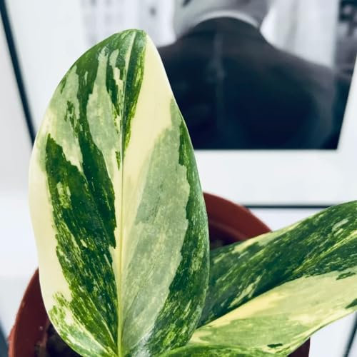 300 pz Semi di Monstera Variegata Pianta Monstera vera pz Semi di Monstera Deliciosa Semi biologici, piante in vaso estremamente resistenti Piante da interno vere, piante in vaso Piante