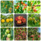 30 pcs Pfirsichbaum Samen, säulenobst indoor gewächshaus peach samen, Prunus persica, Pfirsichbaum, obstsamen bonsai samen obstbäume kaufen, grünpflanzen zimmerpflanzen balkongarten