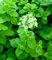 300 Semillas mejorana dulce (Majorana hortensis)