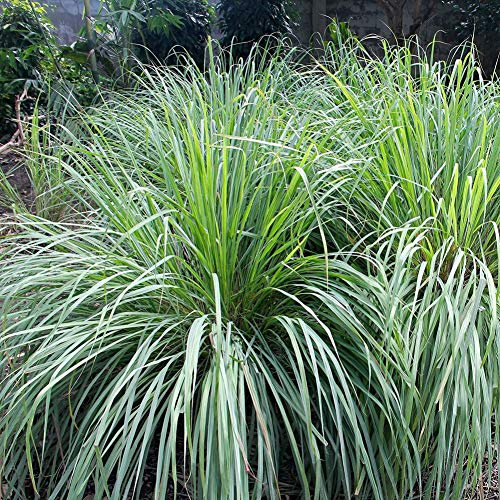 Shiningbaby 500pcs graines de citronnelle pour la Croissance des Plantes Anti-moustiques