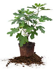 Chicago Hardy 1 Gallon