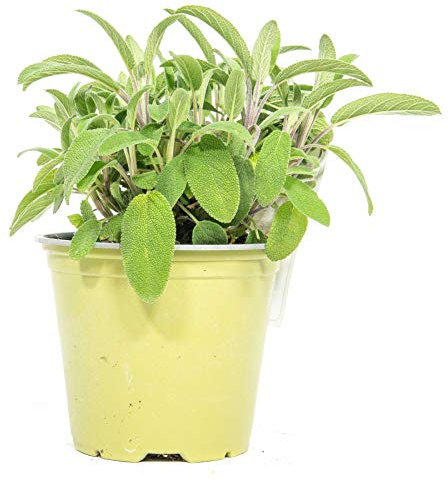 mgc24 Echter Salbei, echte frische Kräuter Pflanzen im 14cm Topf, Salvia officinalis, Höhe ca. 15cm