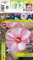 Raritäten - Rhizome : Hibiscus moscheutos Staudenhibiskus Hibiskus Kopper King 1 Rhizome1 Rhizome