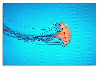 KAIMI Sea Life Poster, weiche Quallen, dekoratives Gemälde, Leinwand-Wandposter und Kunstdruck, modernes Familienschlafzimmer-Dekor-Poster, 20 x 30 cm
