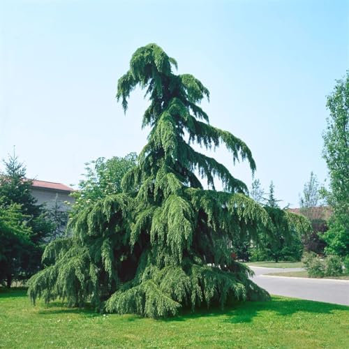 Cedrus deodara 'Pendula' 60-80 cm - Himalaya-Zeder, hängender Wuchs, immergrün, ideal für Solitärstellung, winterhart, pflegeleicht