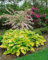 Hosta x fortunei 'Gold Standard' ca. 11x11 cm Topf - Funkie, goldgrüne Blätter, ideal für schattige Standorte, pflegeleicht, winterhart