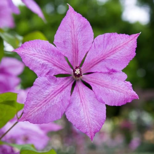 Clematis 'Margaret Hunt' - Late-Flowering Medium-Sized Climbing Vine with Dusky Mauve Flowers - Hardy Pruning Group 3 Clematis for Obelisks & Trellises – 1x 1.7 Litre Potted Plant by Thompson & Morgan