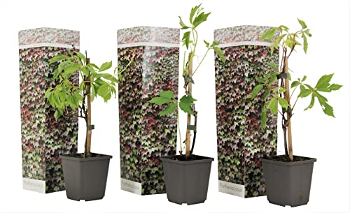 Plant in a Box - Parthenocissus quinquefolia - Set di 3 rampicanti resistenti e a crescita rapida - Vaso 9cm - Altezza 25-40cm
