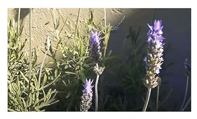 Stk - 20x Lavandula dentata französischer Lavendel Pflanzen - Samen B2147 - Seeds & Plants Shop by Ipsa