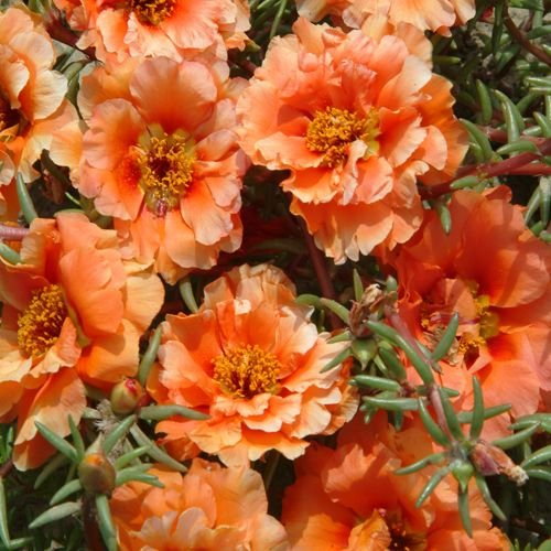 200 Seeds - Moss Rose (Portulaca) - Orange:Seeds
