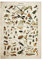 Glixoft Buttferflies Vintage-Poster, Bienen, Insekten, Vögel, Federn, Federn, Eier, Wandkunst, Poster Und Drucke, Leinwandgemälde