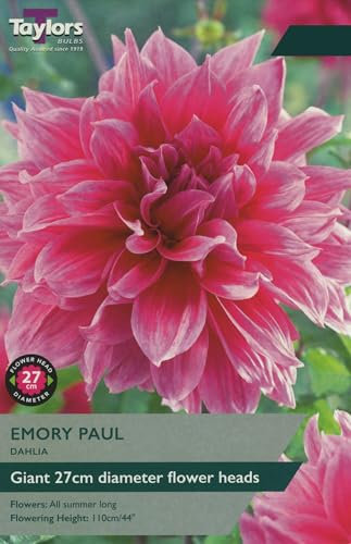 Taylors Bulbs TS364 Dahlia Emory Paul Bulbs 1 Pack