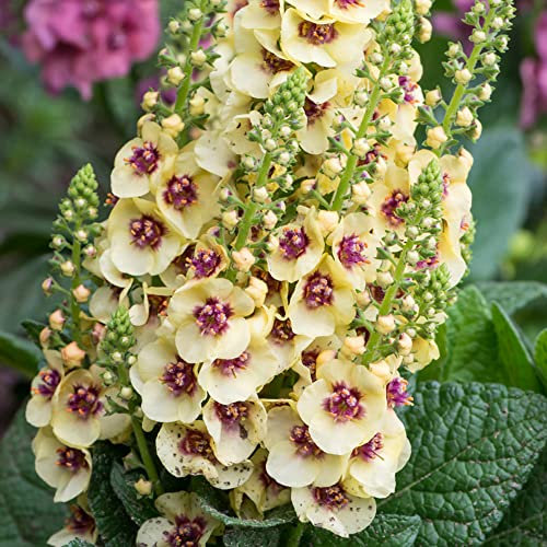 Verbascum Dark Eyes - Mullein | Semi-Evergreen Perennial Outdoor Garden Plant (20-30cm Incl. Pot)