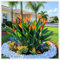 Strelitzia reginae: una planta exótica y resistente, ave del paraíso, perfecta para jardines y balcones.-3bulbos-D