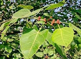 SVI 10 Stück Feige Ficus Religiosa Baumsamen