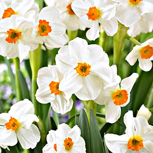 5 x Narcissus Tazetta Geranium – Spring Flowering Bulbs – Delightfully Fragrant Flowers – Perennial – for Your Beautiful Garden